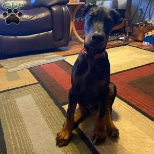 Hugo, Doberman Pinscher Puppy